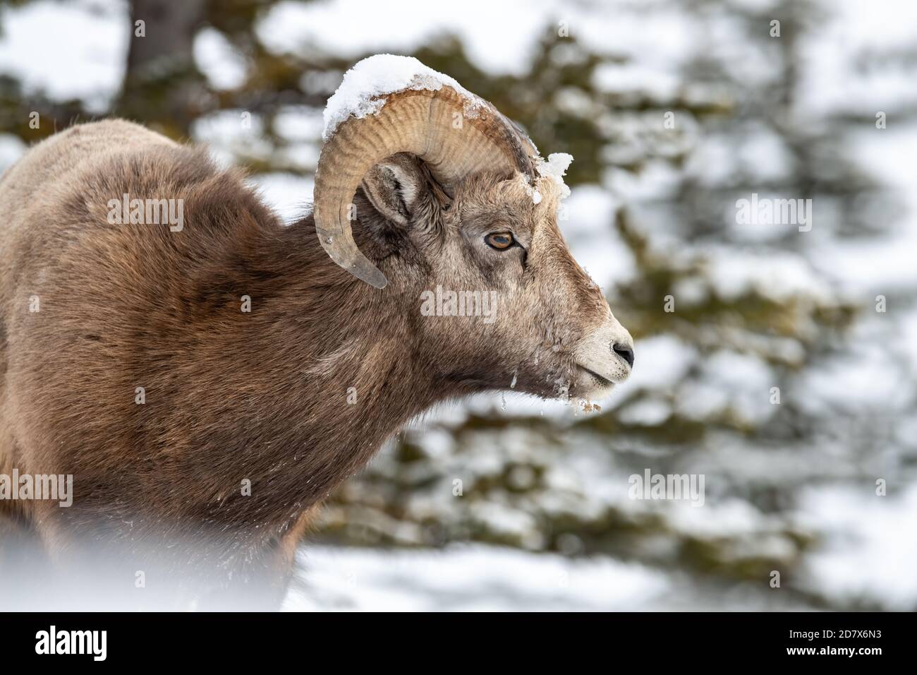 Bighorn Sheep in Winter Stock Photo