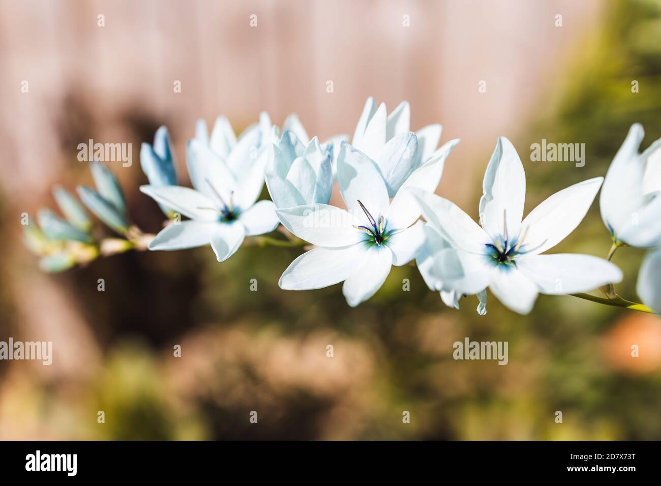 Native African Corn Lillies Ixia Plant With Blue Flowers Outdoor In Sunny Backyard Shot At Shallow Depth Of Field Stock Photo Alamy