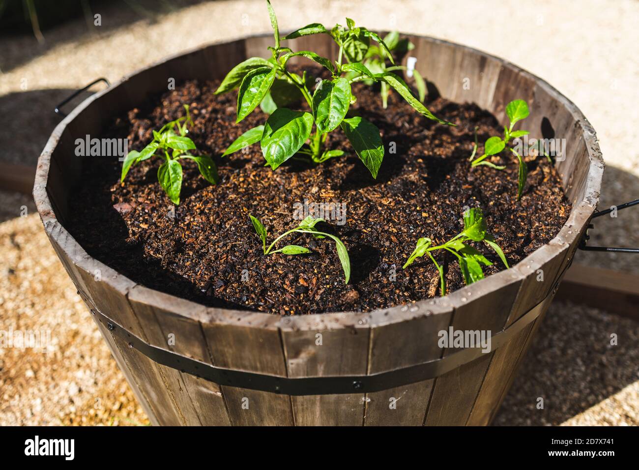 bell pepper plants outdoor in barrel pot in sunny vegetable garden shot