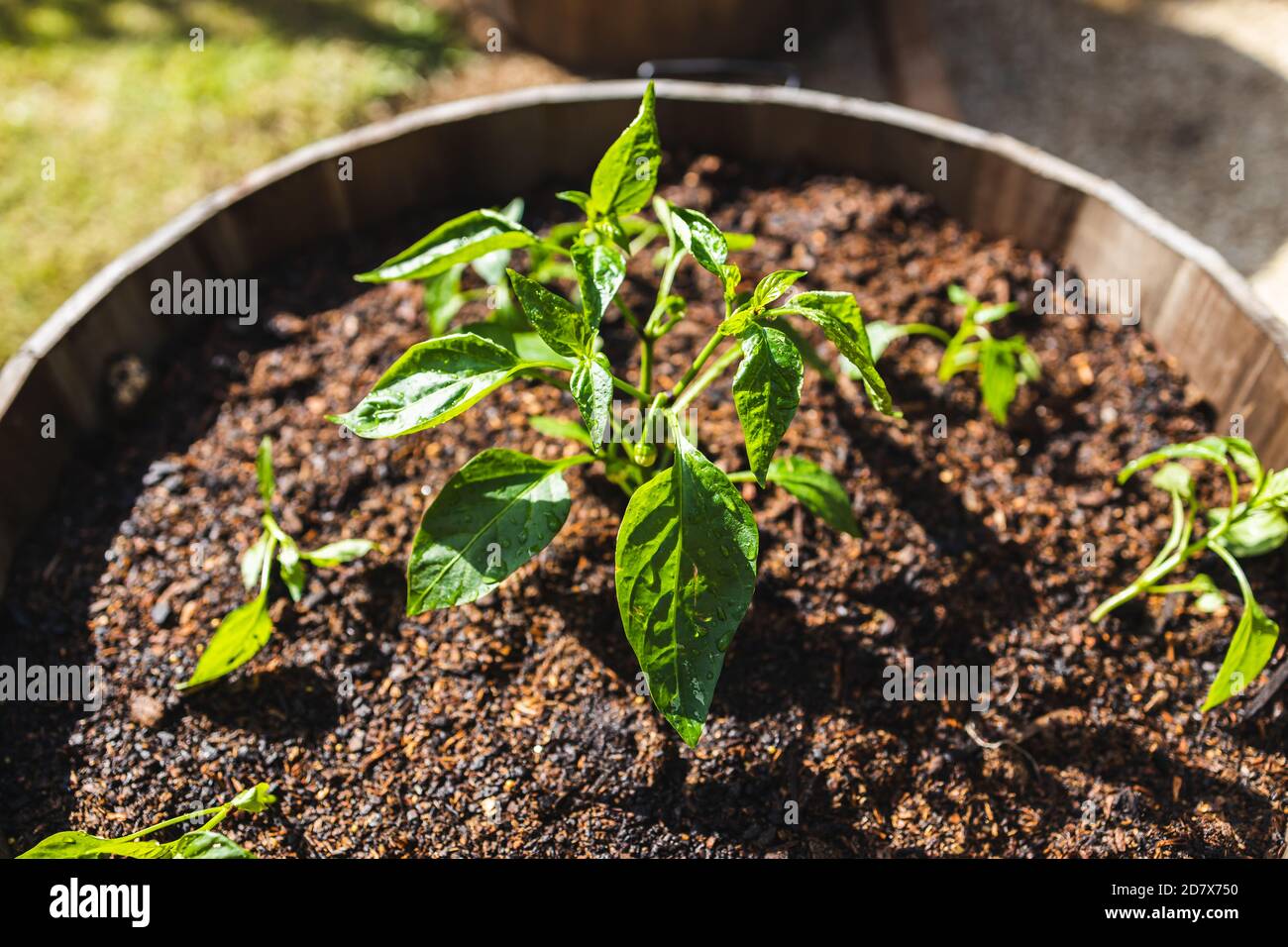 bell pepper plants outdoor in barrel pot in sunny vegetable garden shot