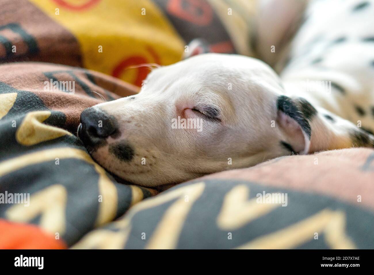 How Long Should A 9 Week Old Puppy Sleep