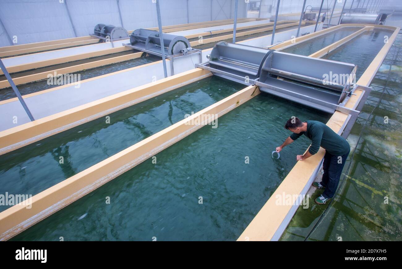 Neustadt Glewe, Germany. 20th Oct, 2020. Biologist Jörg Ullmann