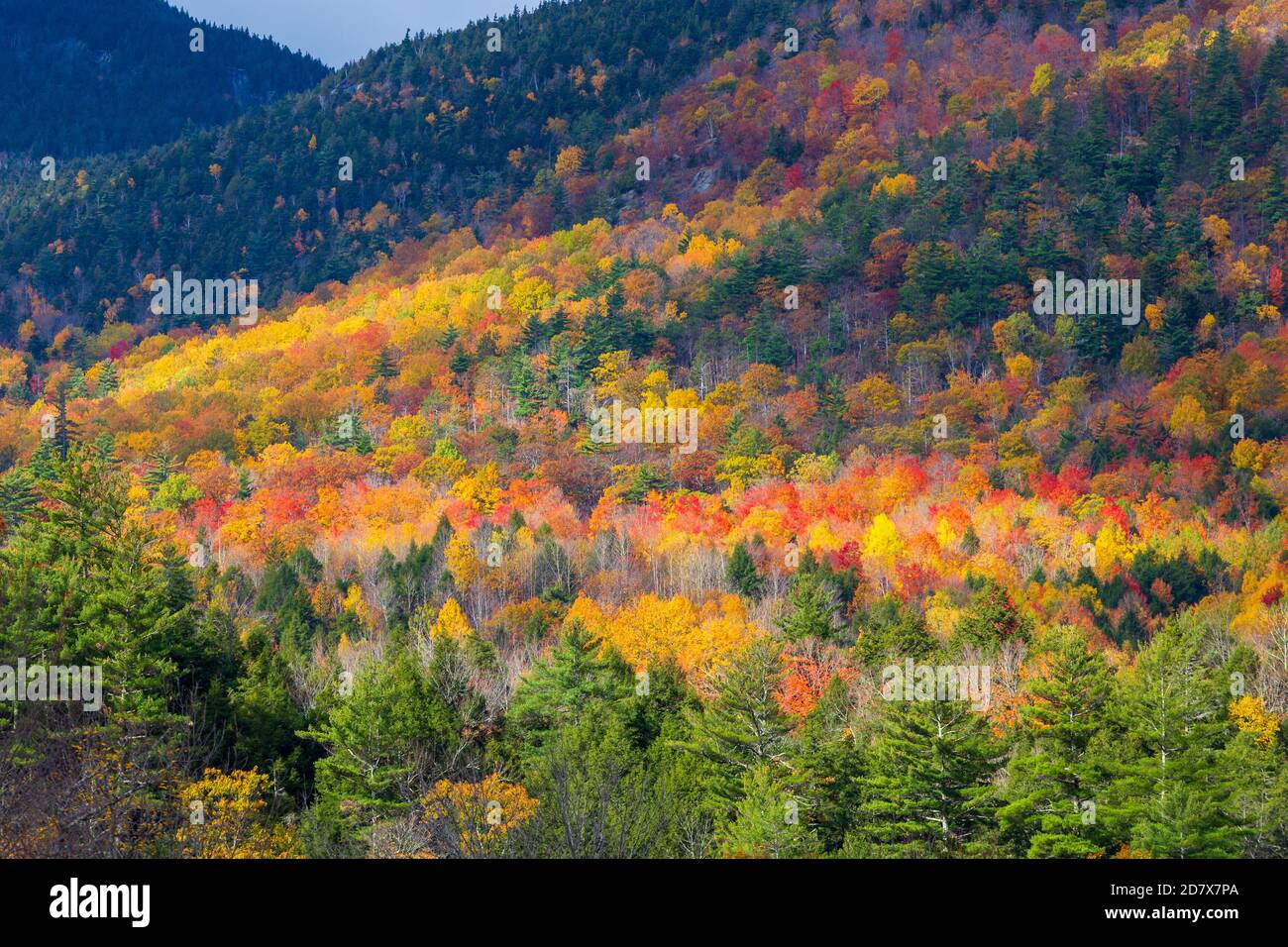 Aerial view of Mountain Forests in Autumn with Fall Colors in ...