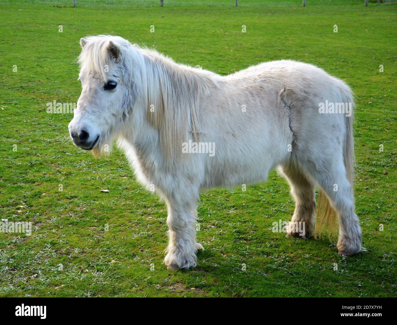 Cute White Pony Stock Photo Alamy