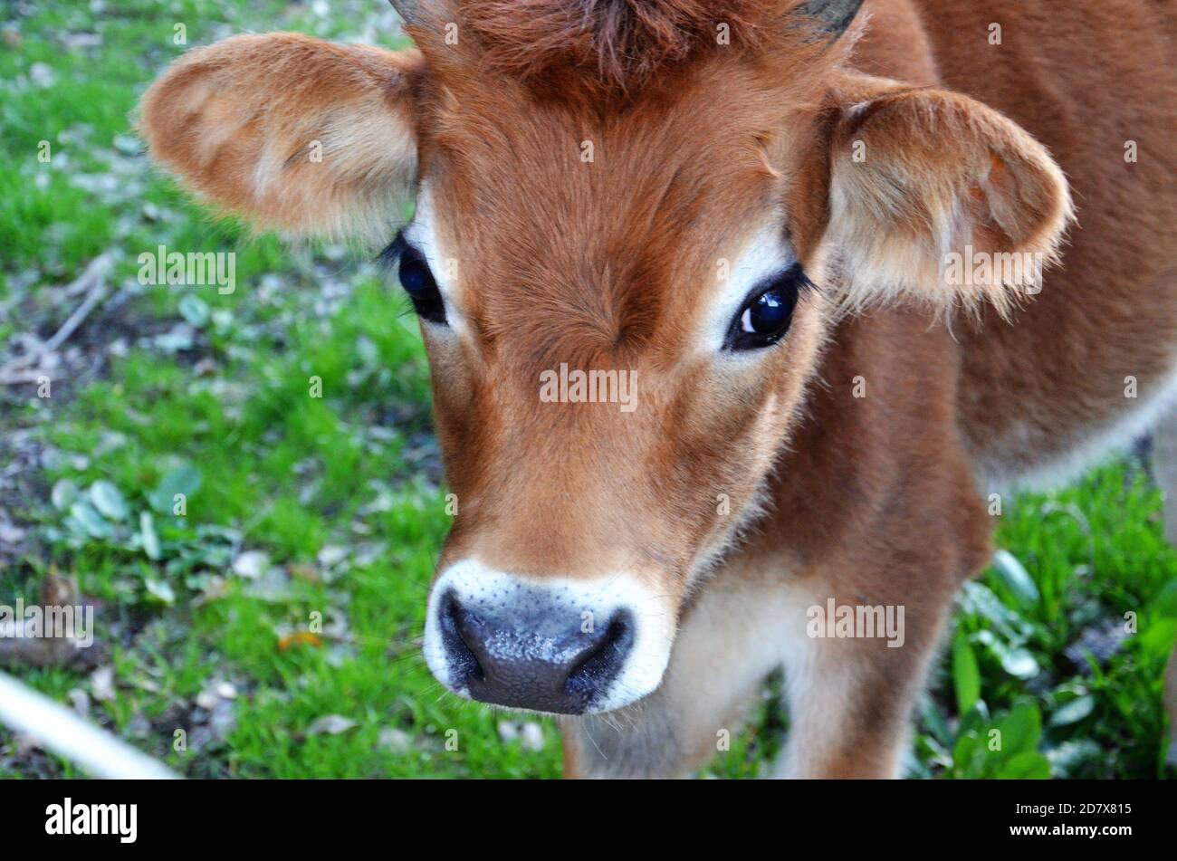 Cute Jersey cow calf close up Stock Photo - Alamy