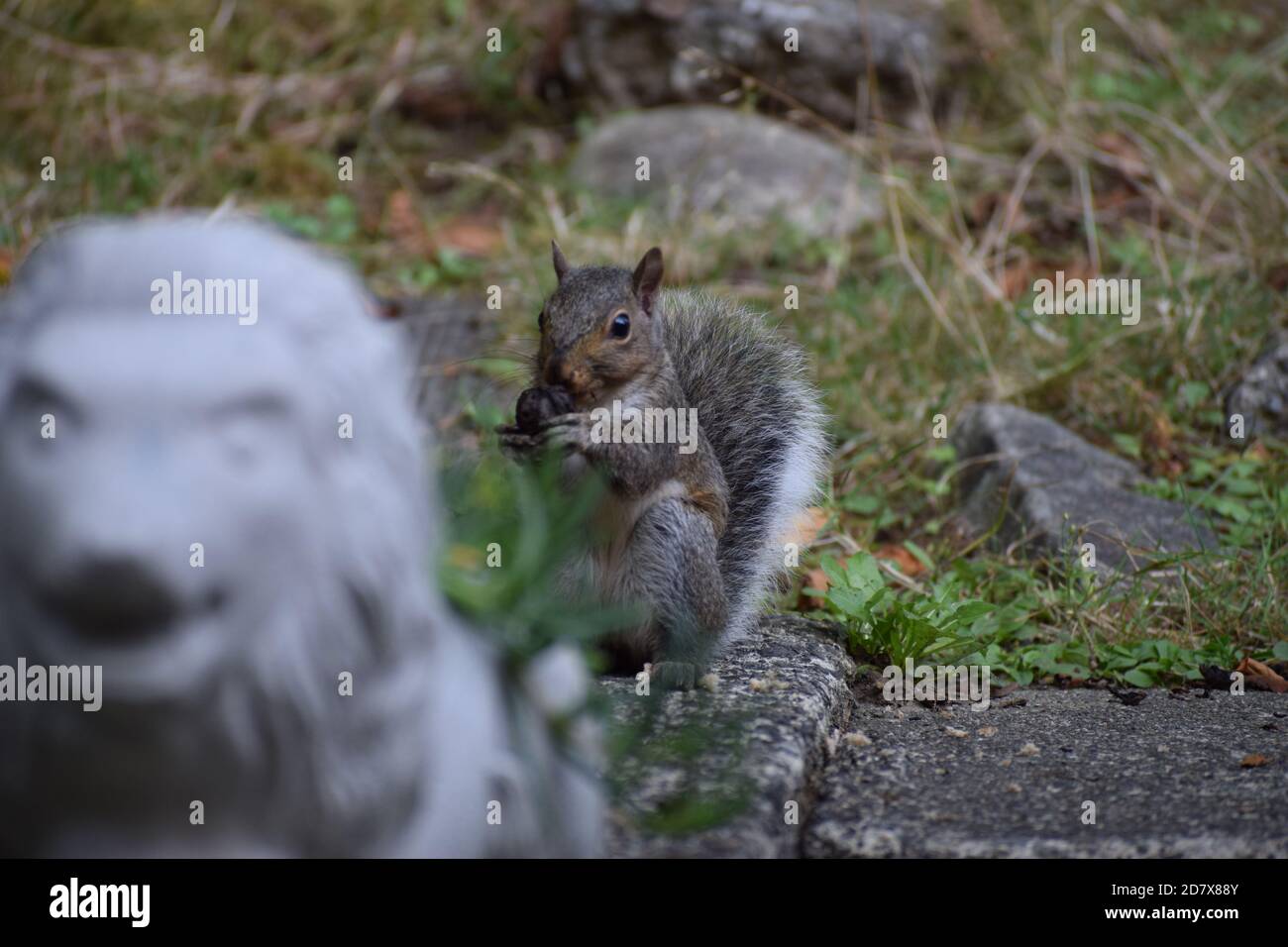Innocence behind the wilderness. Squirrel enjoying the walnut. Stock Photo