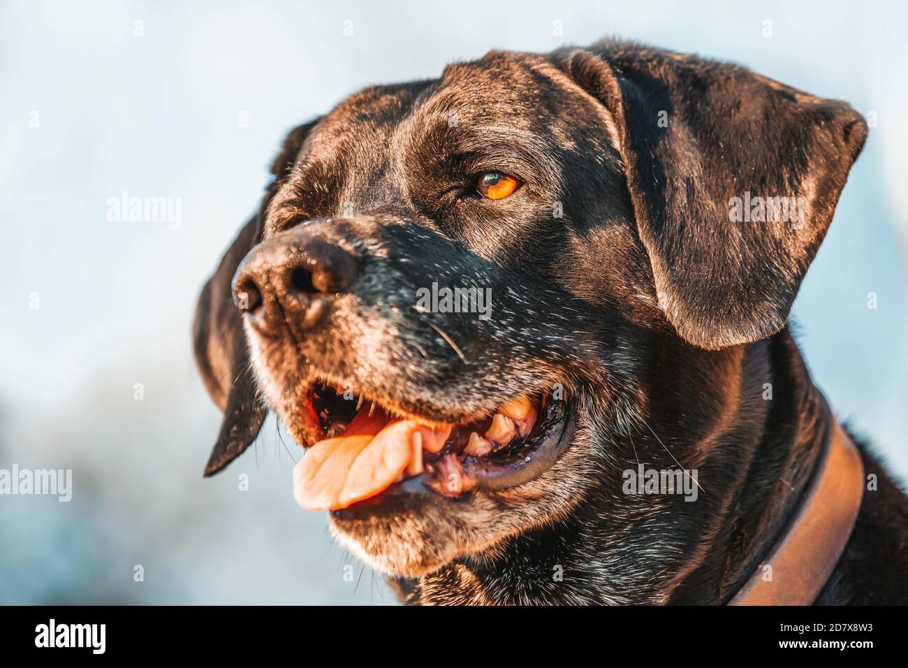A portrait of a black labrador dog Stock Photo