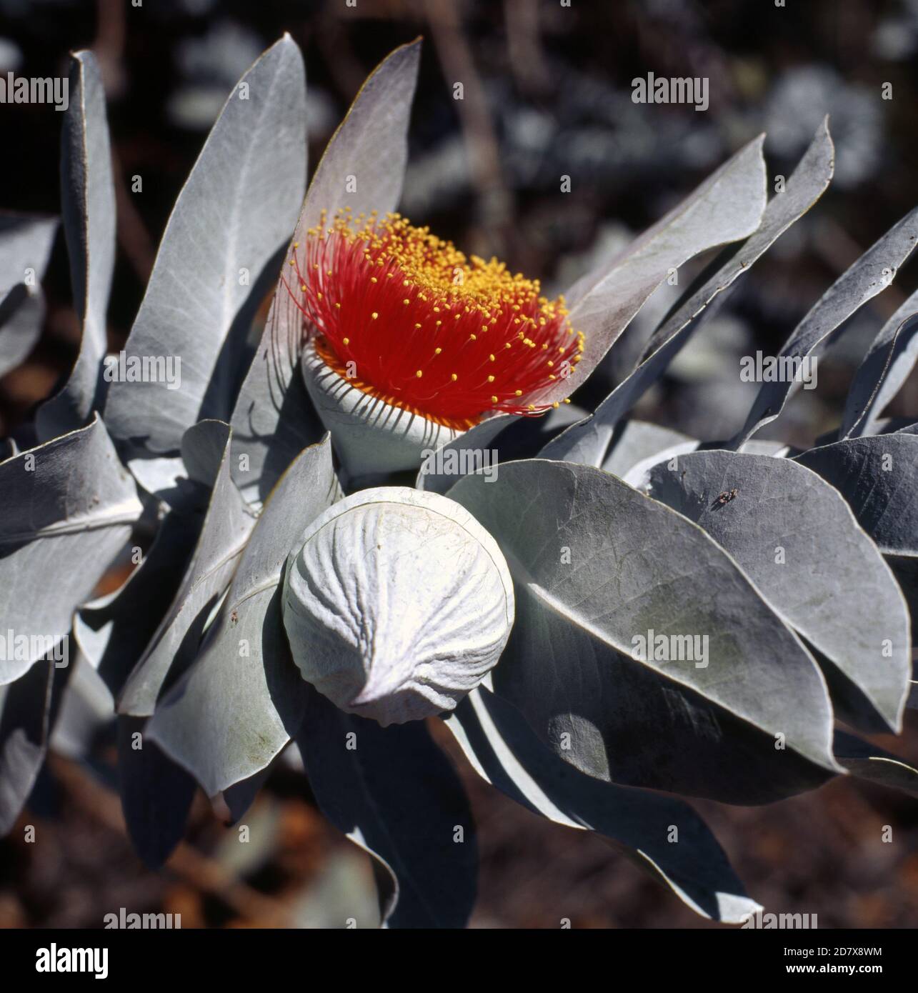 FLOWERS AND BUDS OF THE MOTTLECAH (EUCALYPTUS MACROCARPA) Stock Photo
