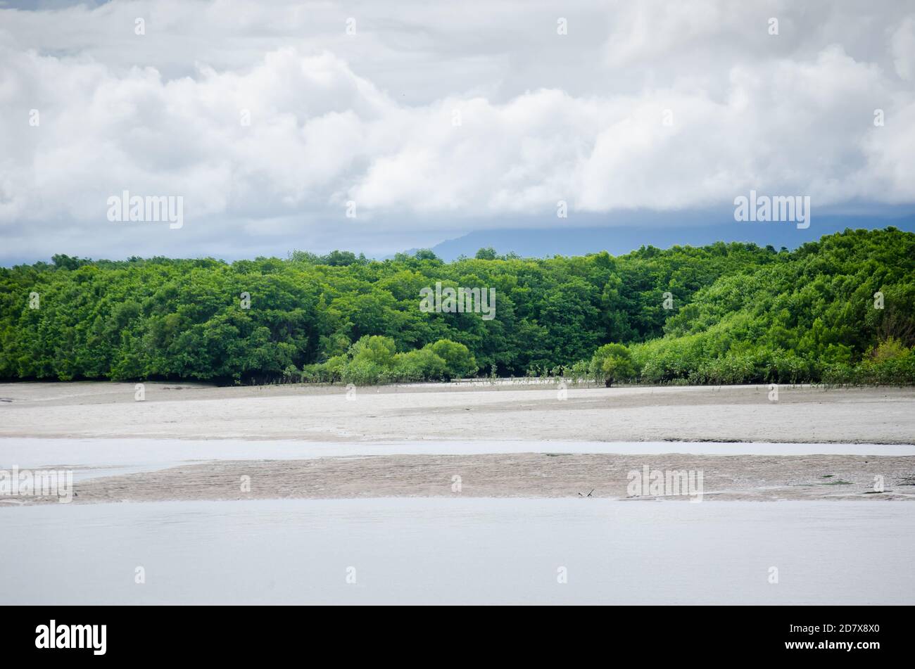 Mangrove Forest of the Bay of Chame Stock Photo