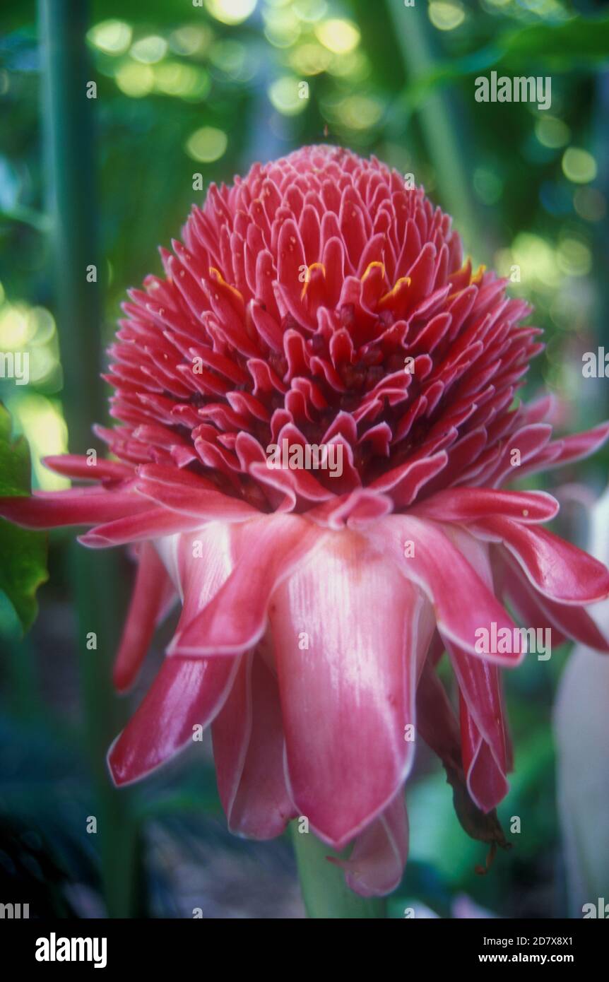 CLOSE UP OF A TORCH GINGER (ETLINGERA ELATIOR Stock Photo Alamy