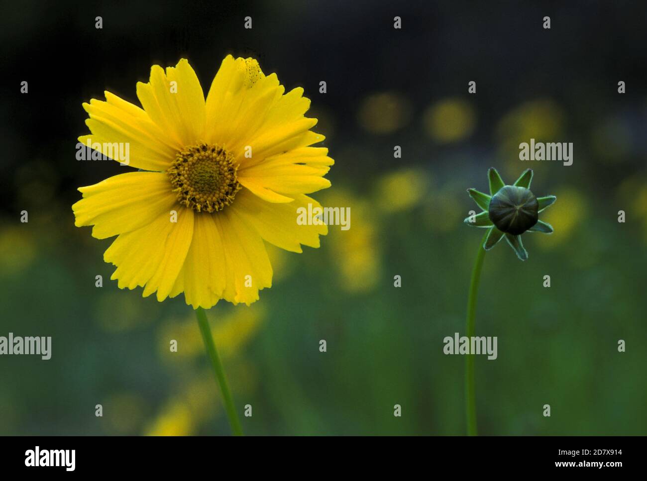 CLOSE UP OF A COREOPSIS FLOWER AND BUD (COMPOSITAE) AUSTRALIA Stock Photo