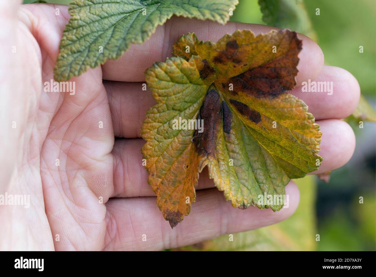 Currant leaves damaged by fungal disease anthracnose close up Stock Photo