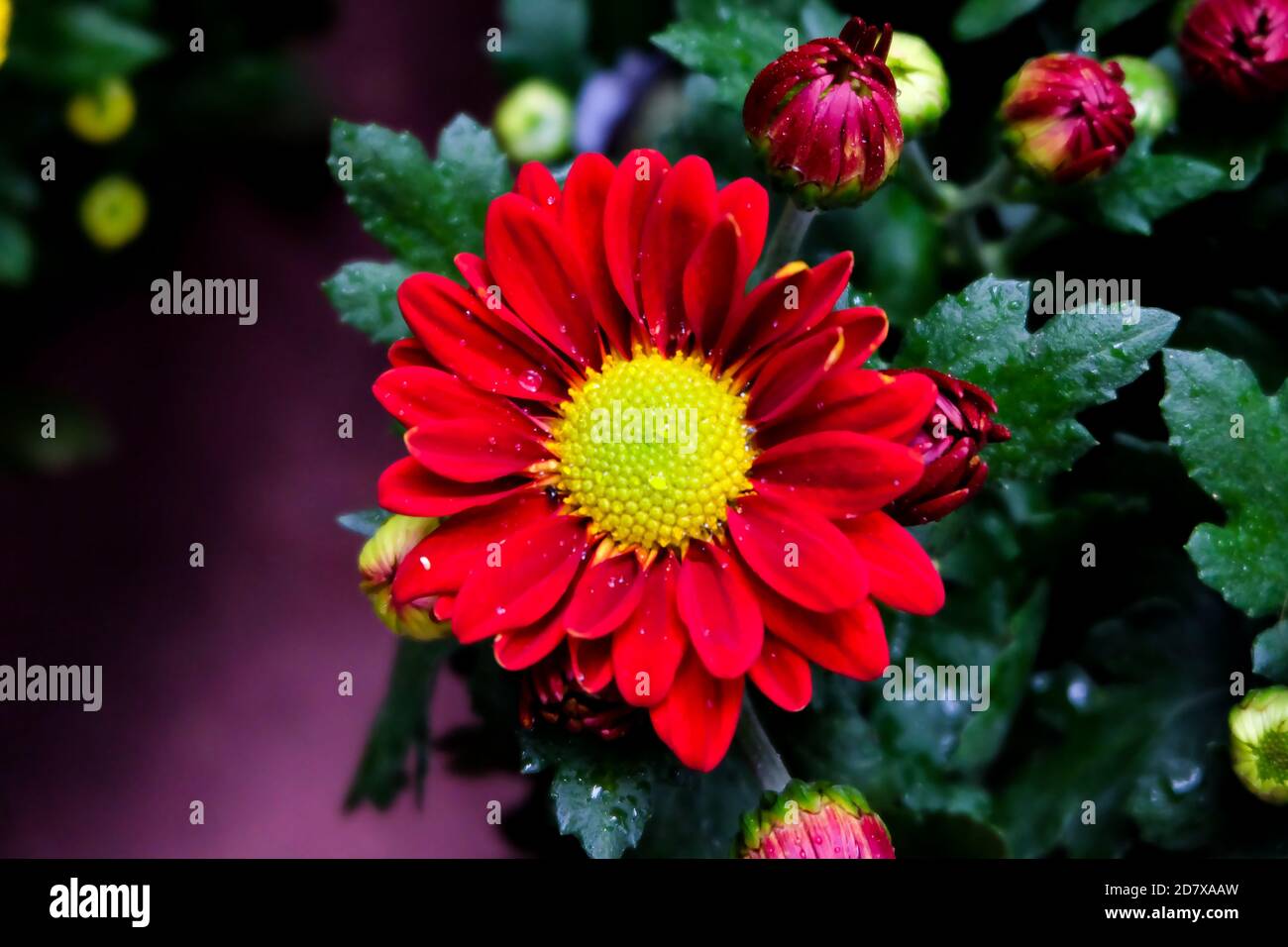 Close up photo, Beautiful Red Aster flower  in natural garden with soft focus and blurred background, Selectived focus Stock Photo