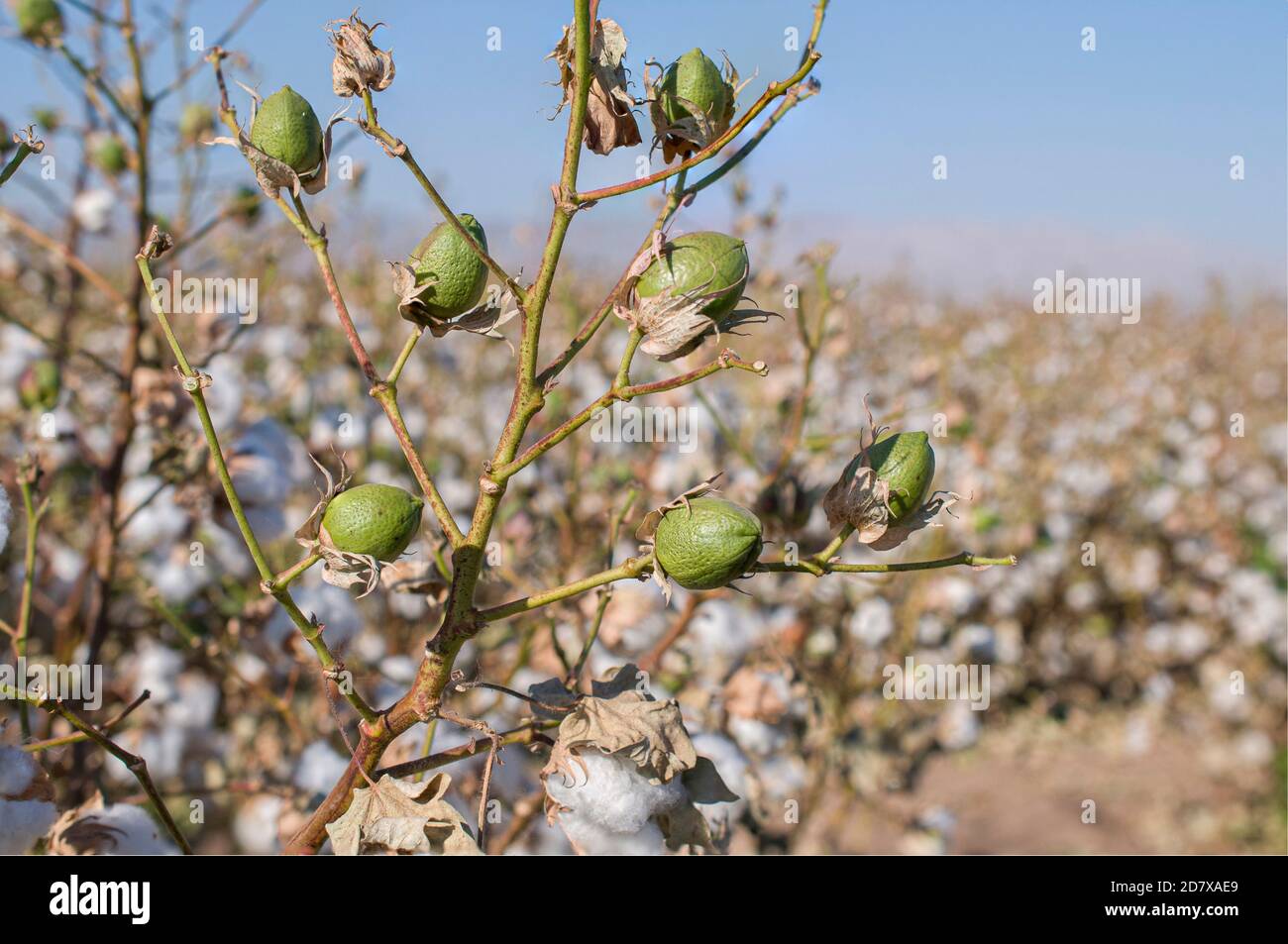 Planta de mexico hi-res stock photography and images - Alamy
