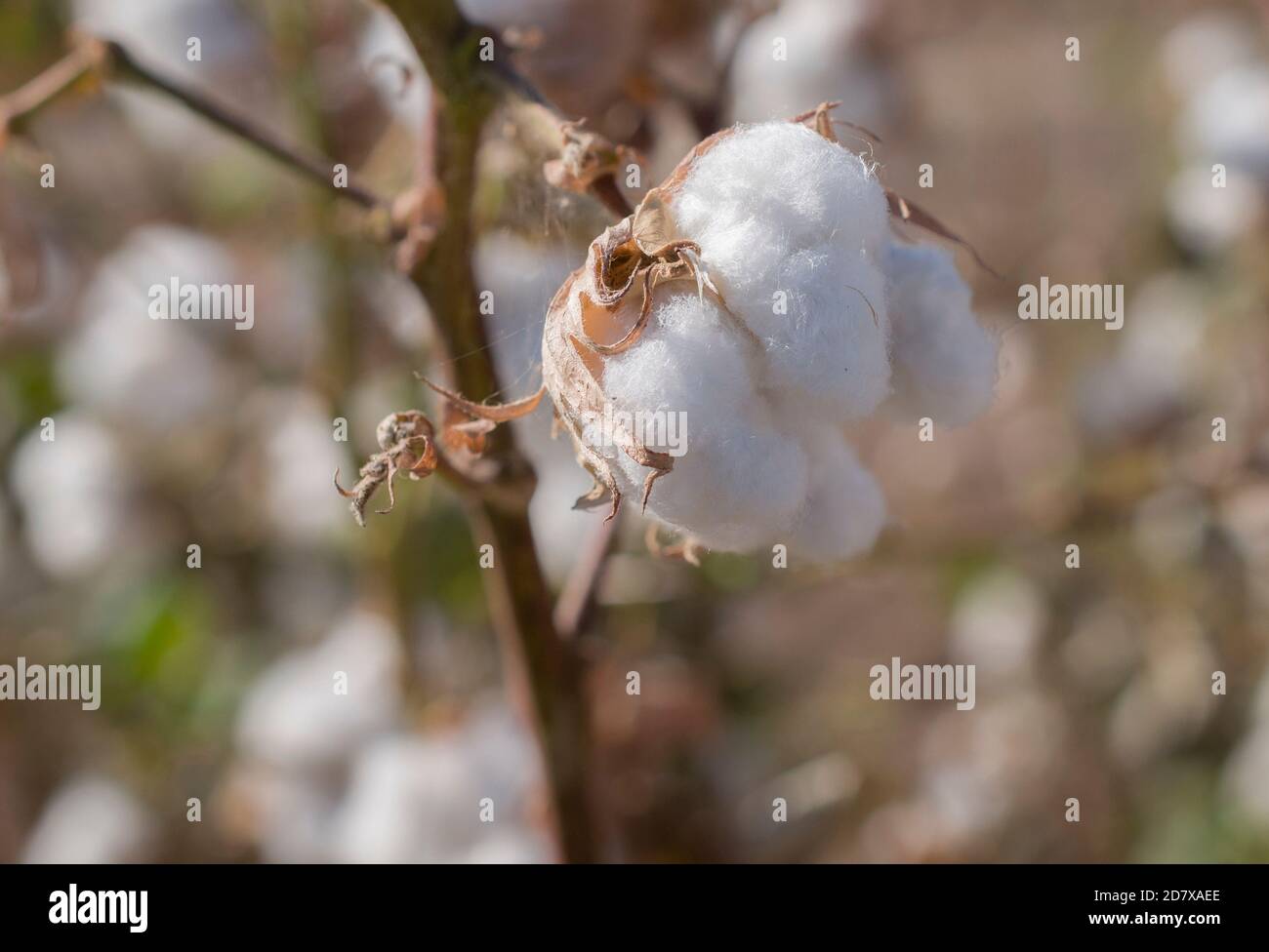Planta de mexico hi-res stock photography and images - Alamy