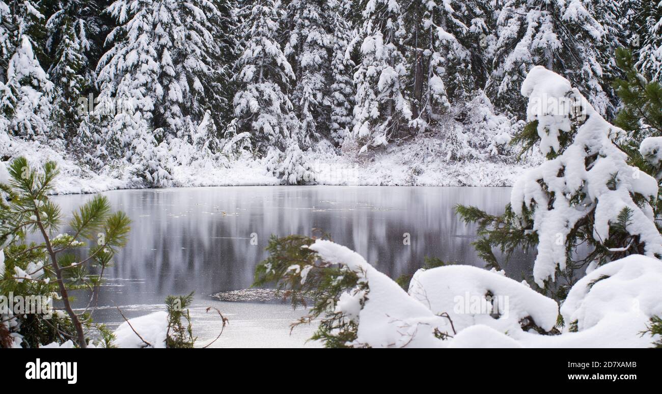 Frozen lake sorrounded by snowy trees Stock Photo