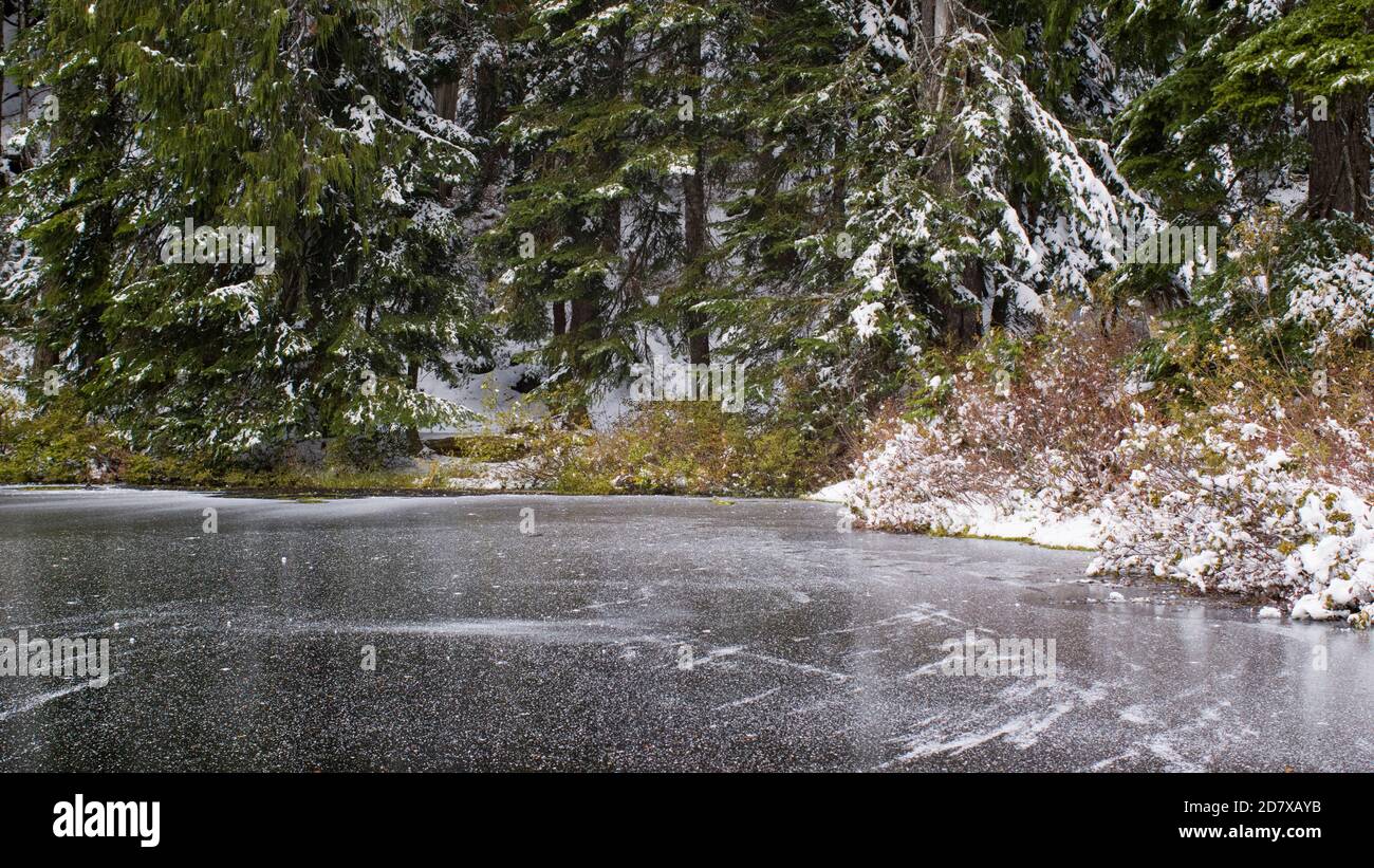 Frozen lake sorrounded by green trees. Stock Photo