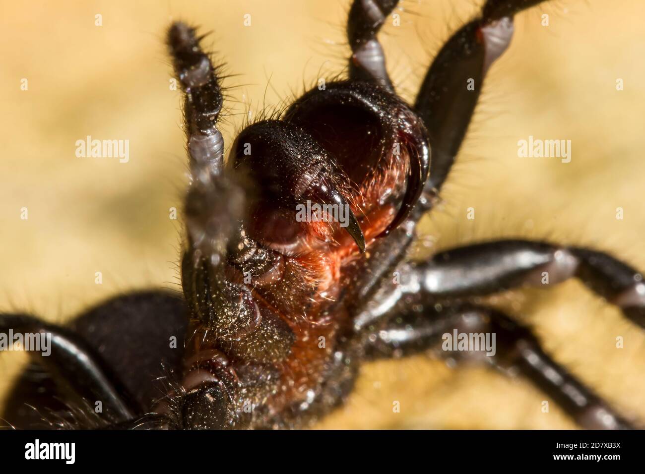 Sydney Funnel-web Spider in defensive stance Stock Photo