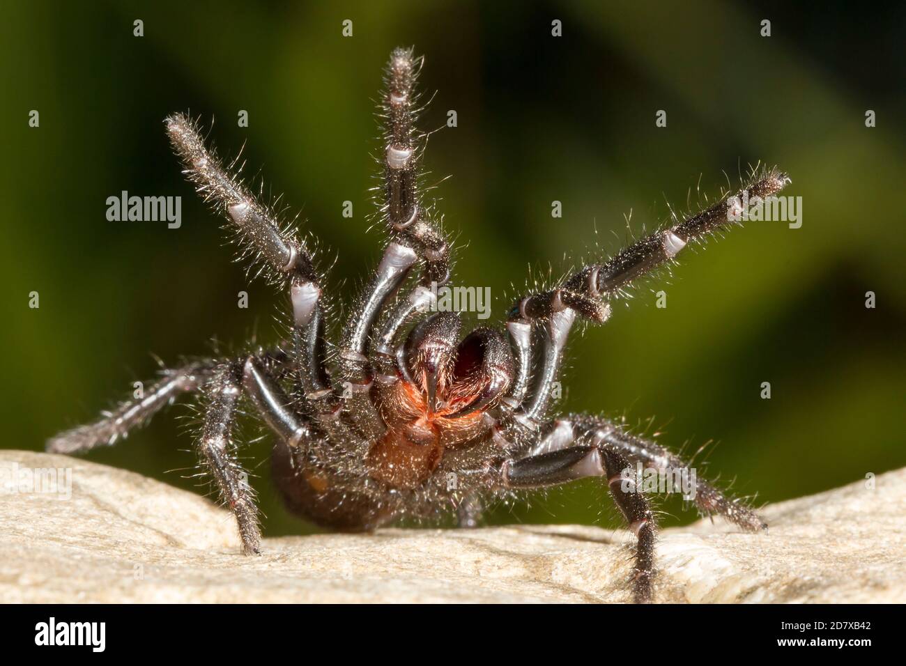 Sydney Funnel-web Spider in defensive stance Stock Photo