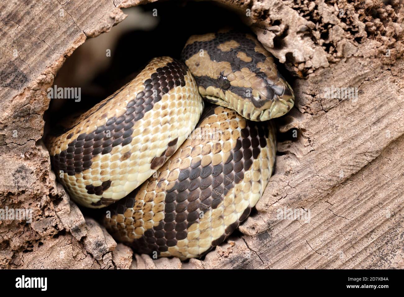 Jungle Carpet Python curled up in hollow log Stock Photo - Alamy