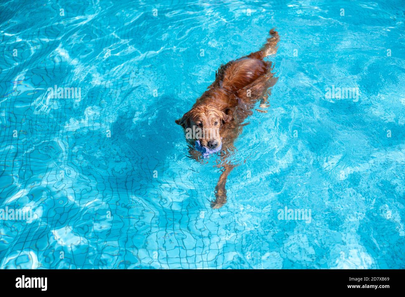 Golden Retriever swimming in the pool Stock Photo - Alamy