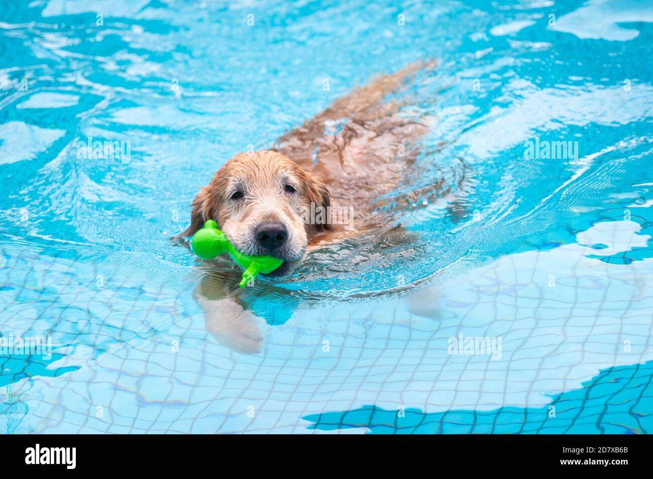 Golden Retriever swimming in the pool Stock Photo - Alamy