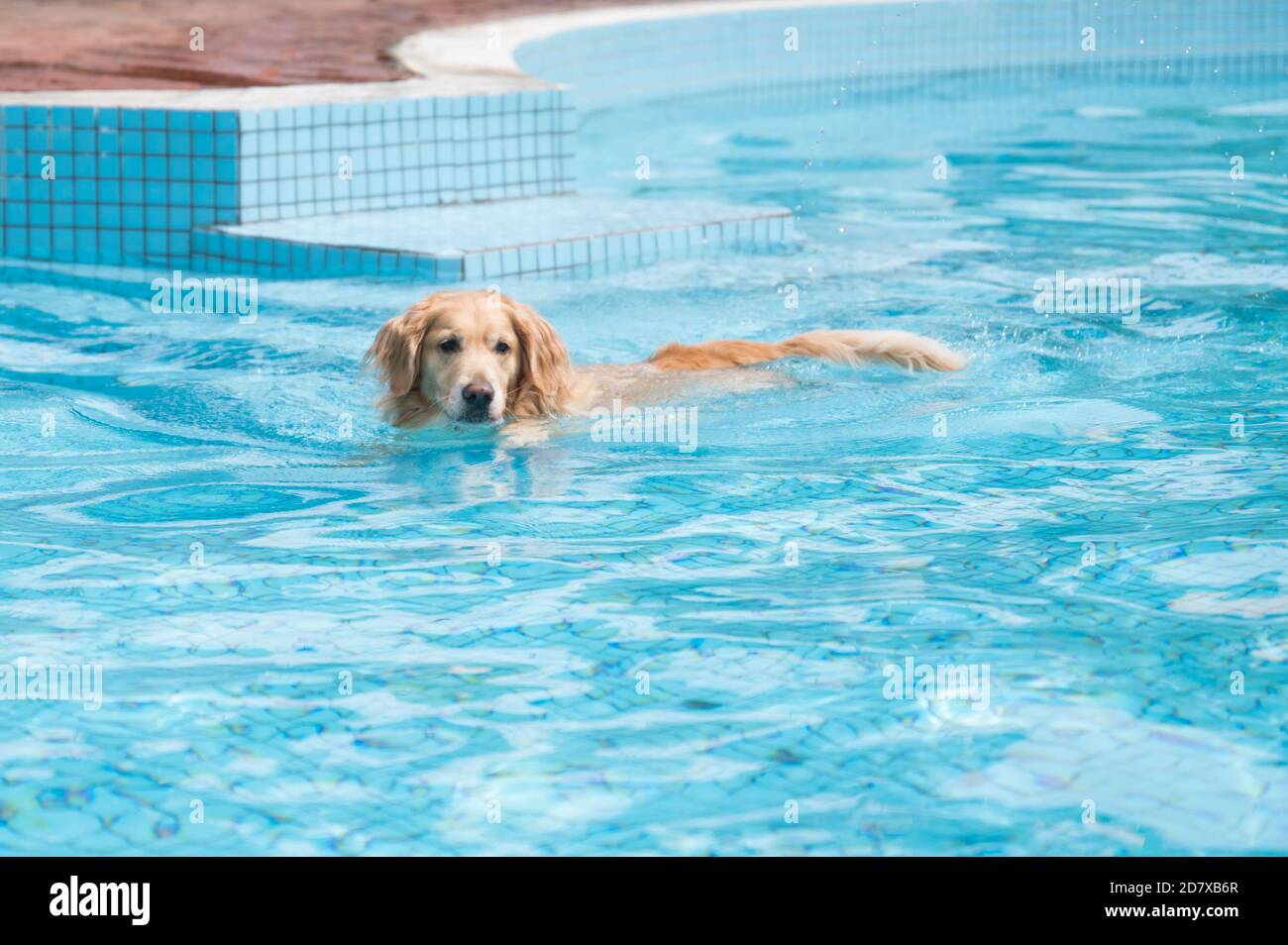 Golden Retriever swimming in the pool Stock Photo - Alamy
