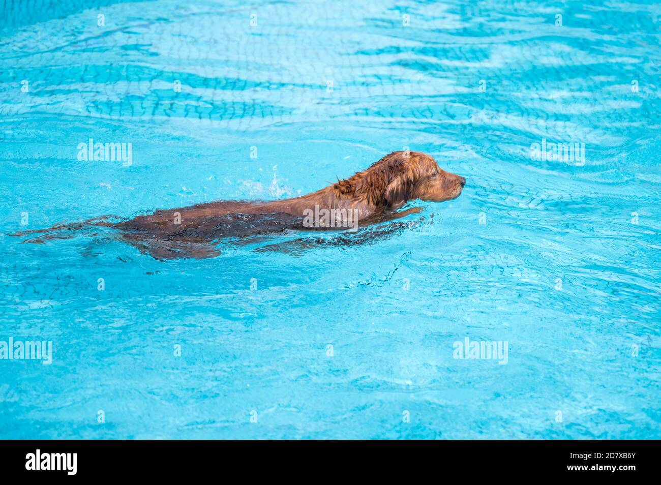 Golden Retriever swimming in the pool Stock Photo - Alamy