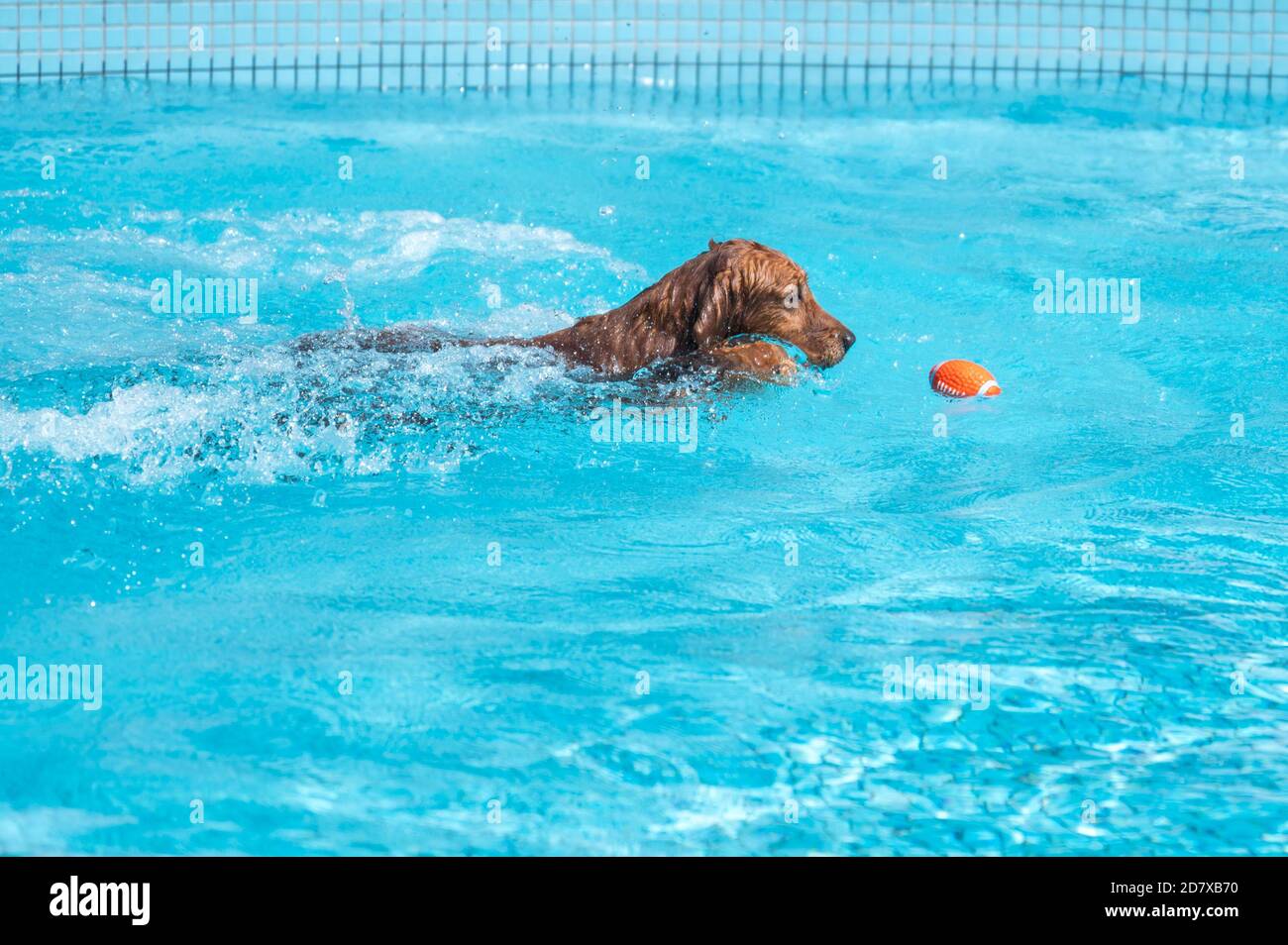 Golden Retriever swimming in the pool Stock Photo - Alamy