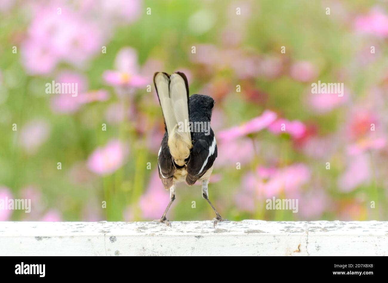 Oriental magpie robin Stock Photo