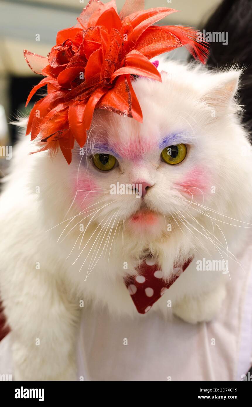 white persian cat dress up and make up funny faces Stock Photo