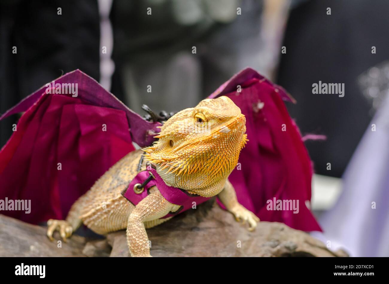 bearded dragon dressed up in pet variety thailand open show Stock Photo ...