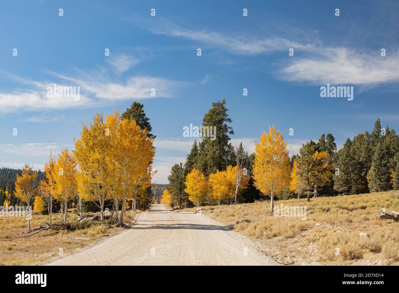Beautiful sunny fall color around Strawberry Point Road at Utah Stock