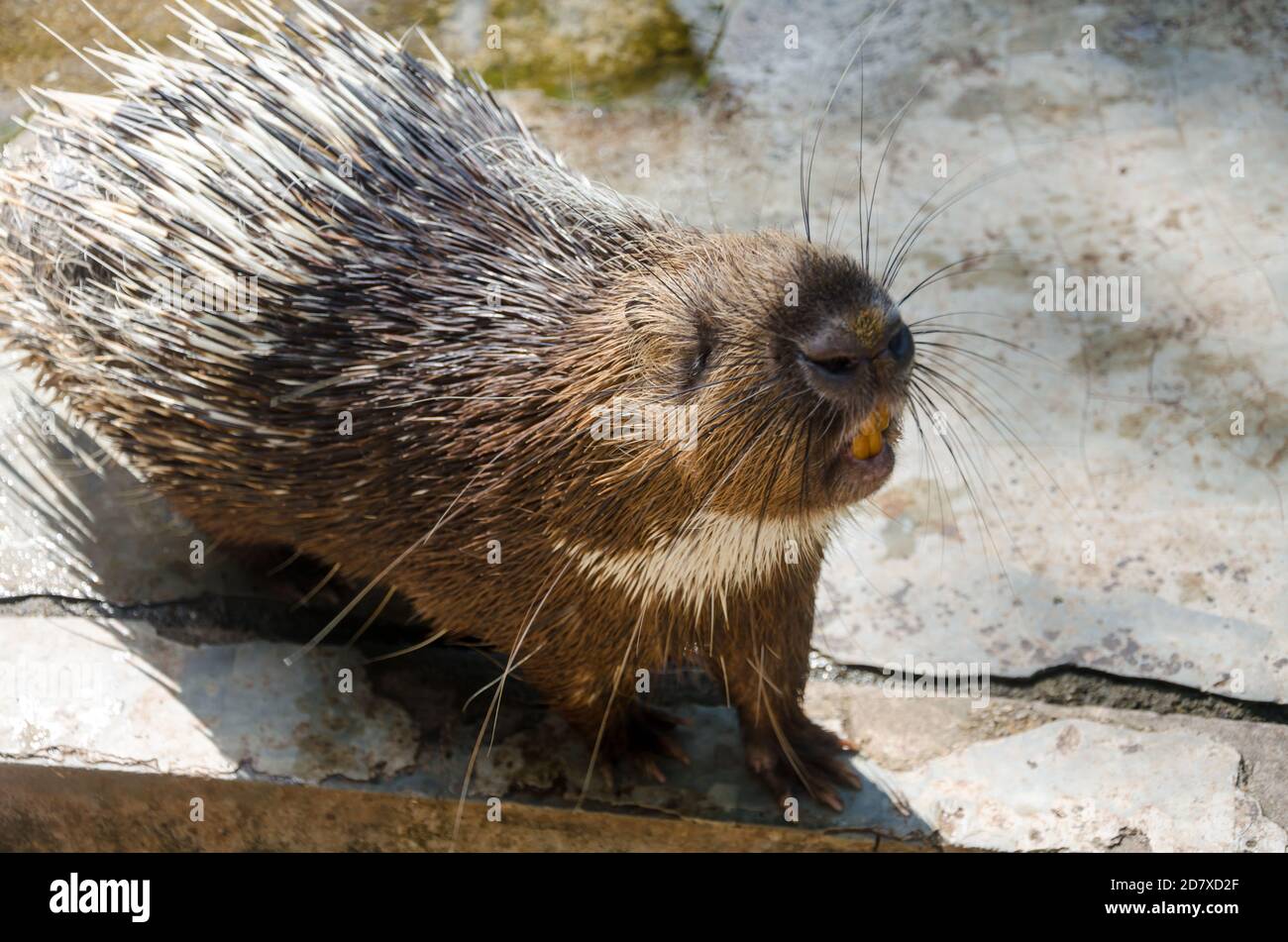 Porcupine (Hystricomorpha) Stock Photo