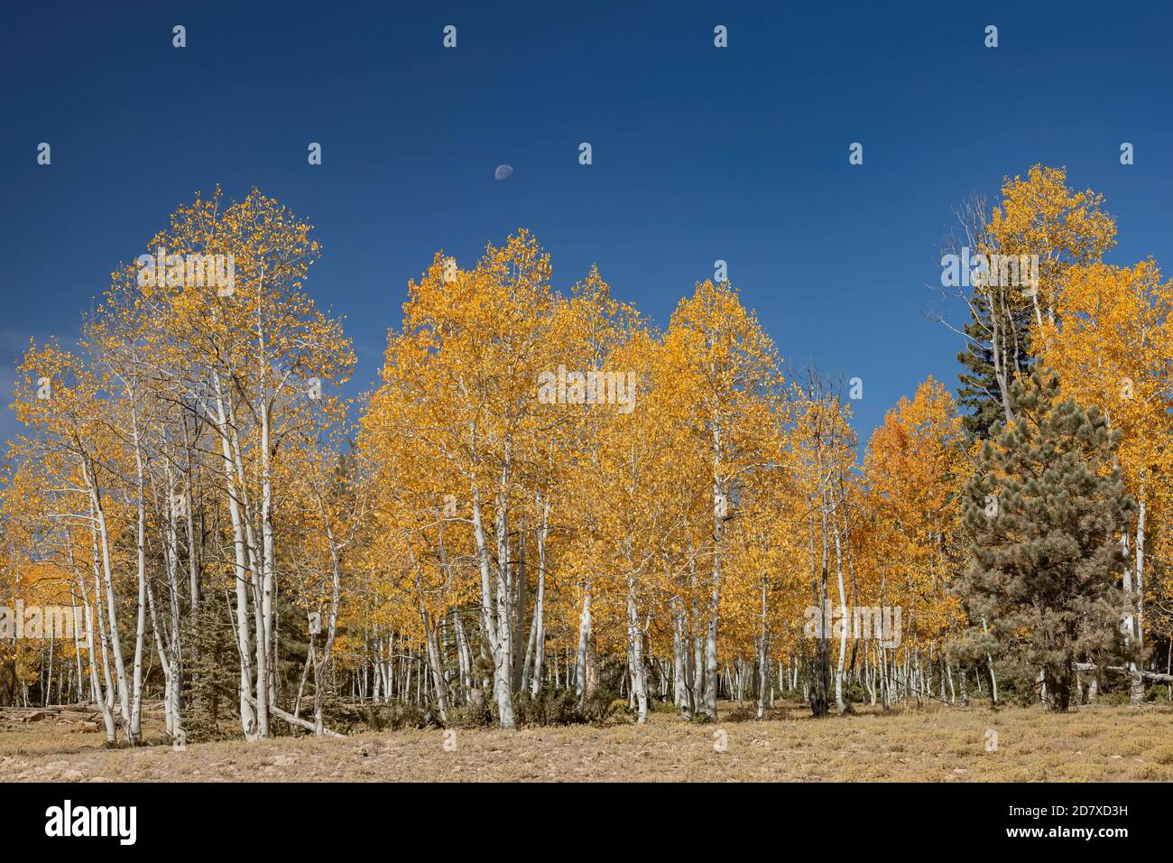 Strawberry point road hires stock photography and images Alamy