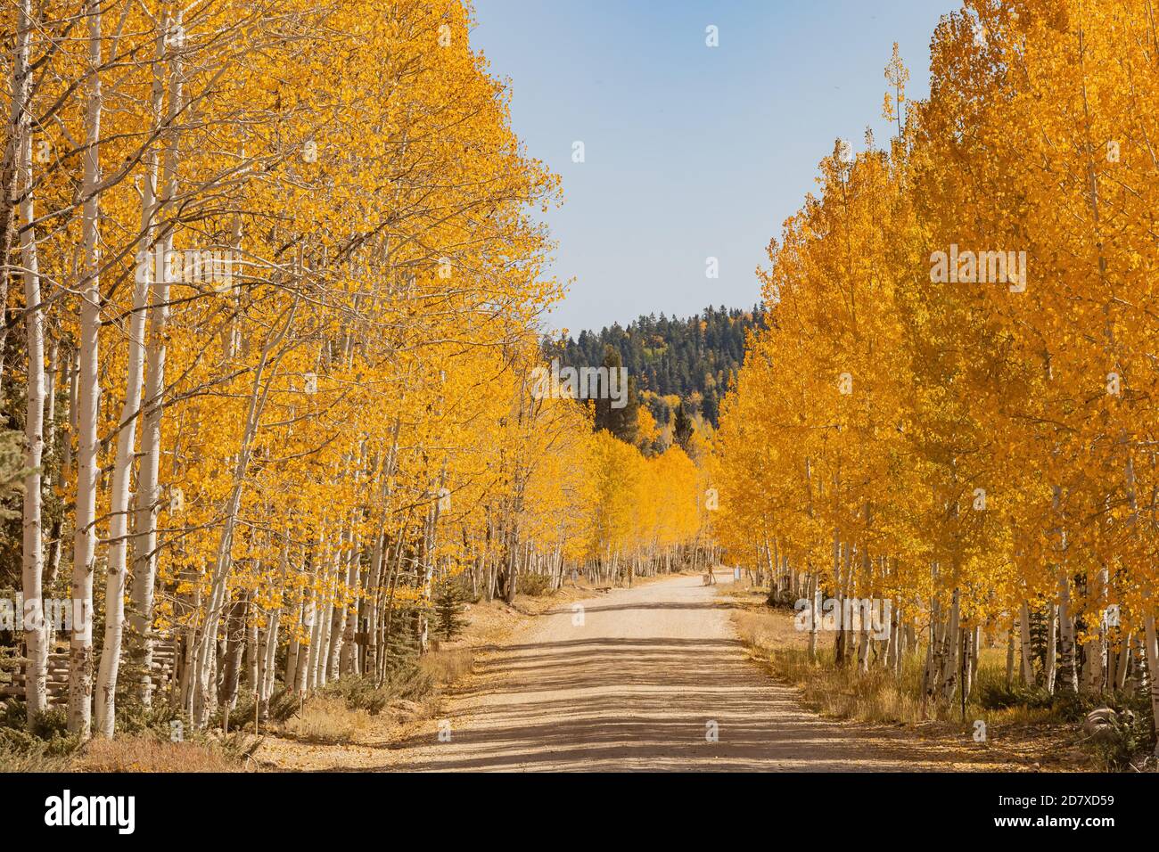 Beautiful sunny fall color around Strawberry Point Road at Utah Stock