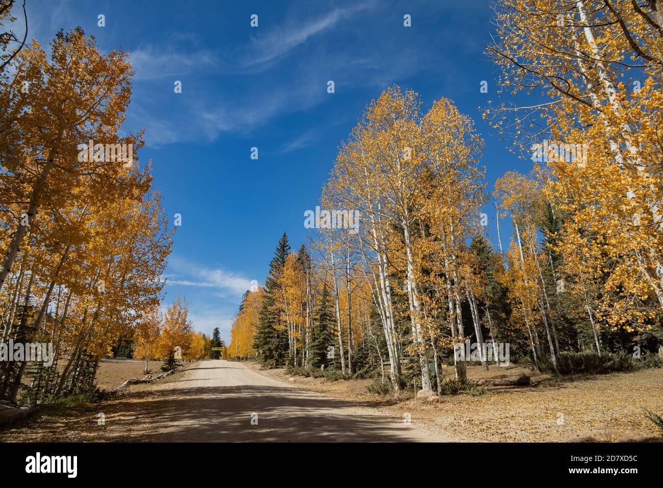 Beautiful sunny fall color around Strawberry Point Road at Utah Stock