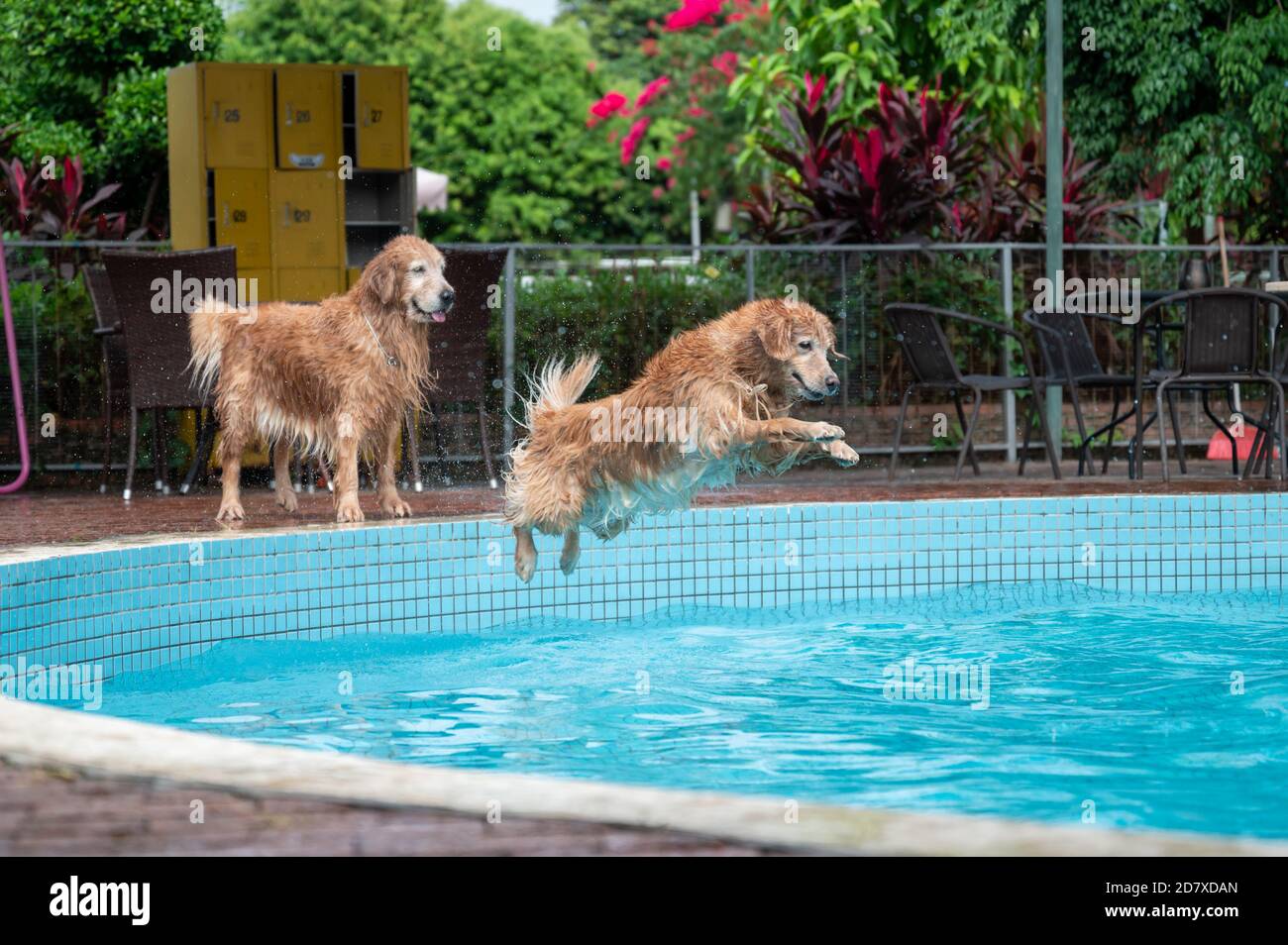 Golden Retriever jumping into the swimming pool Stock Photo - Alamy