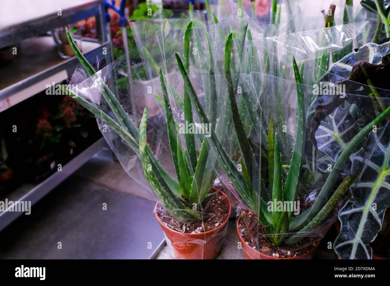 Aloe vera in pot. for sale in the store. Choosing plants house Stock Photo