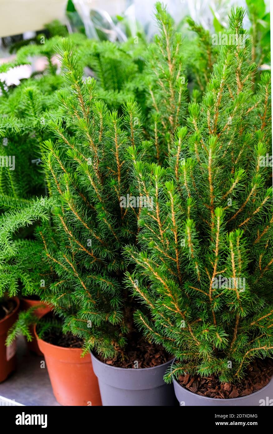 Picea Glauca Conica - outdoor plant for sale in the store Stock Photo