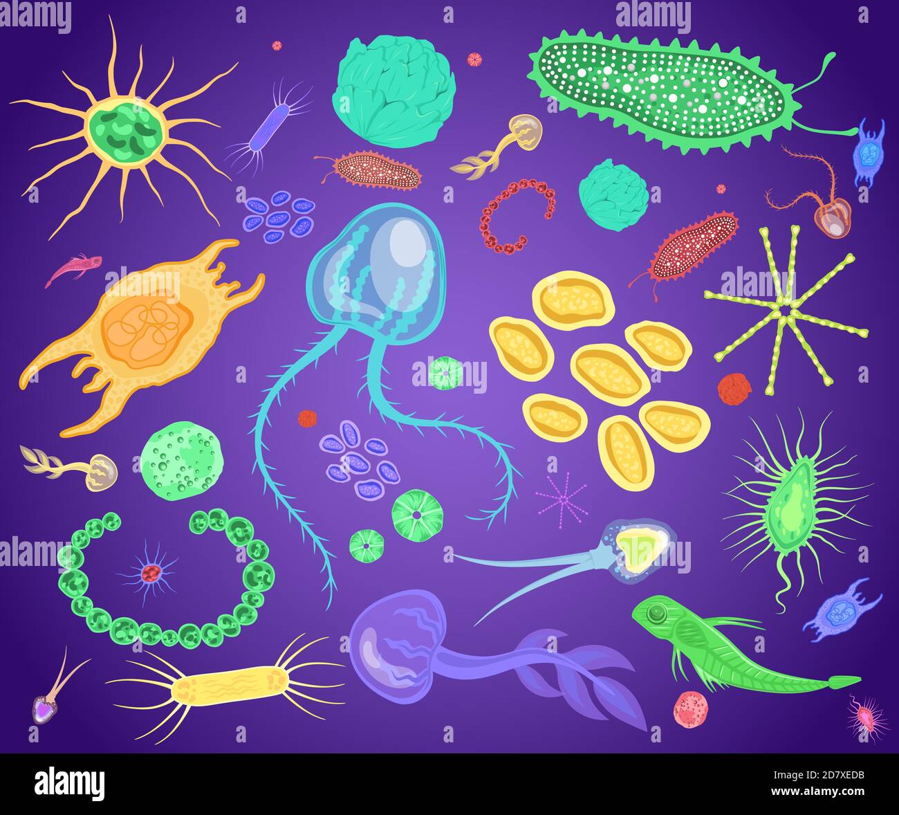 Plankton, marine and freshwater microscopic organism set, flat vector isolated illustration. Stock Vector