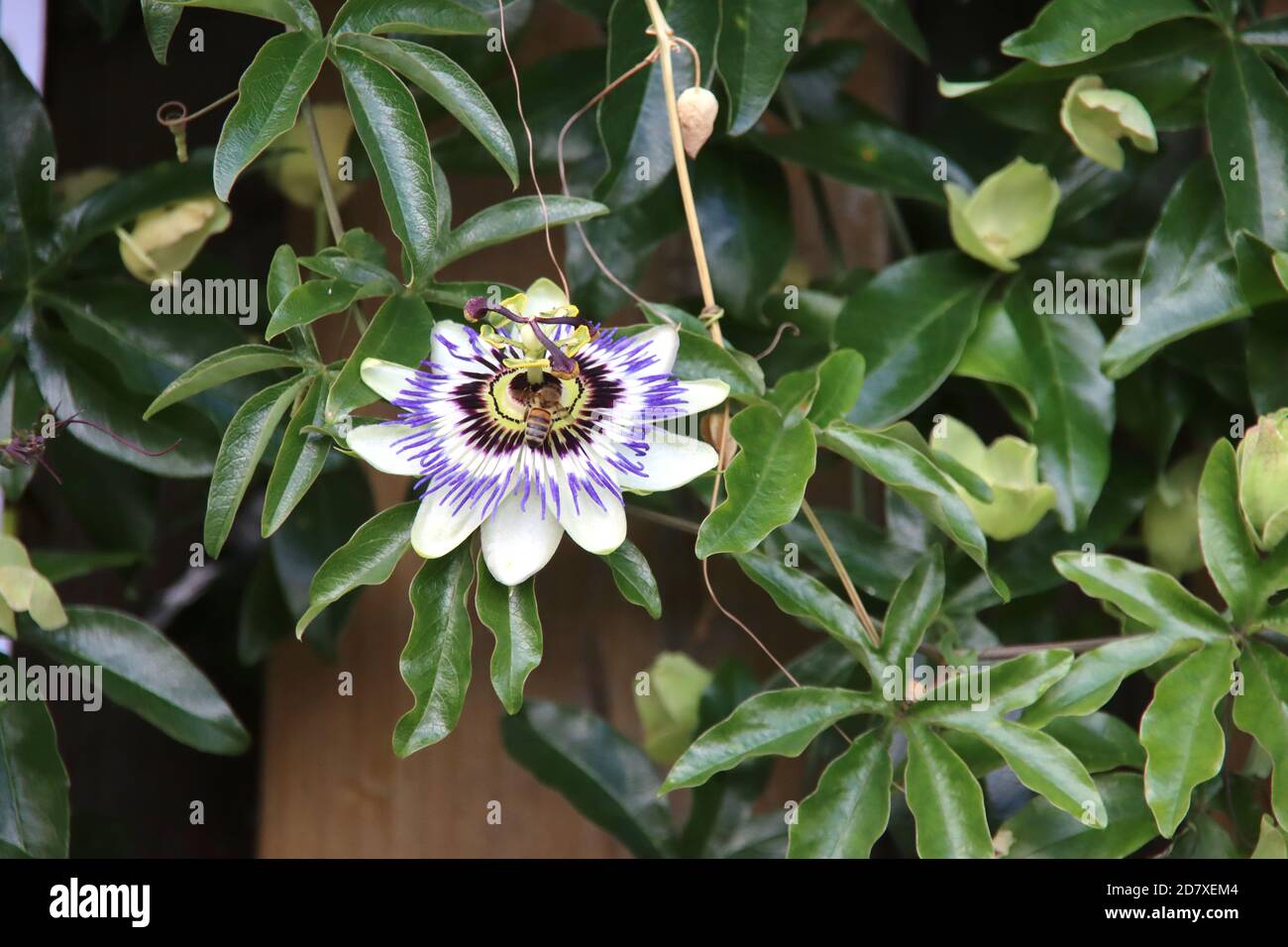White, purple and yellow flower head of the passiflora passionflower in netherlands Stock Photo