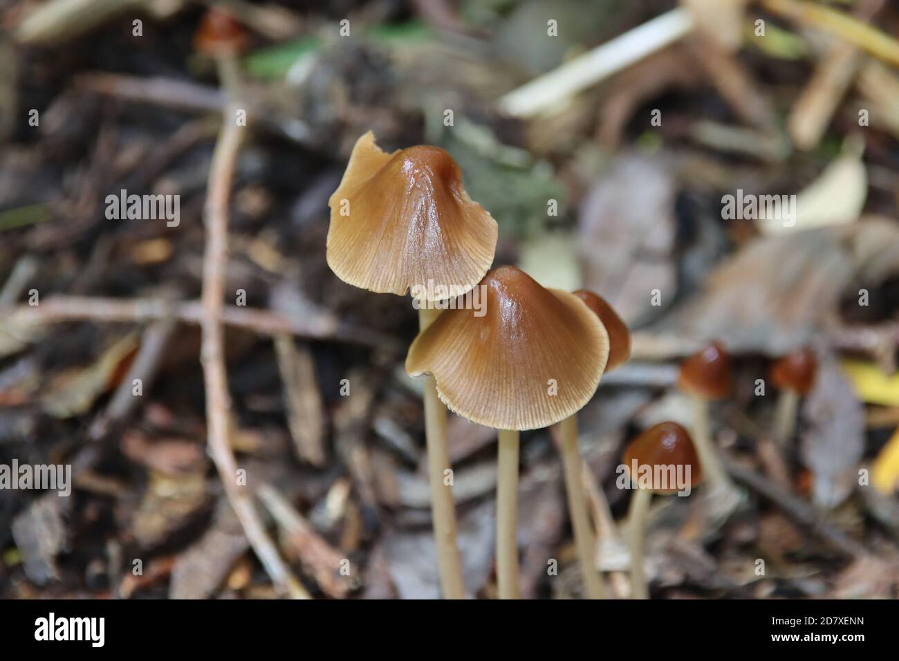 Psathyrella conopilus fungi with brown pointed head in the forest Stock Photo