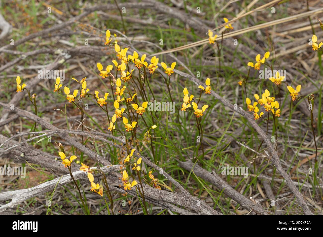 Diuris sp (terrestrial orchid) seen east of Hyden, Western Australia Stock Photo
