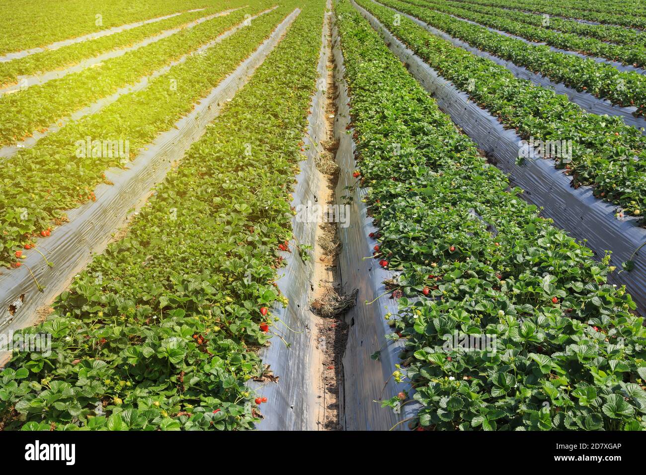 Large Organic Strawberry green field. Agricultural field. Stock Photo