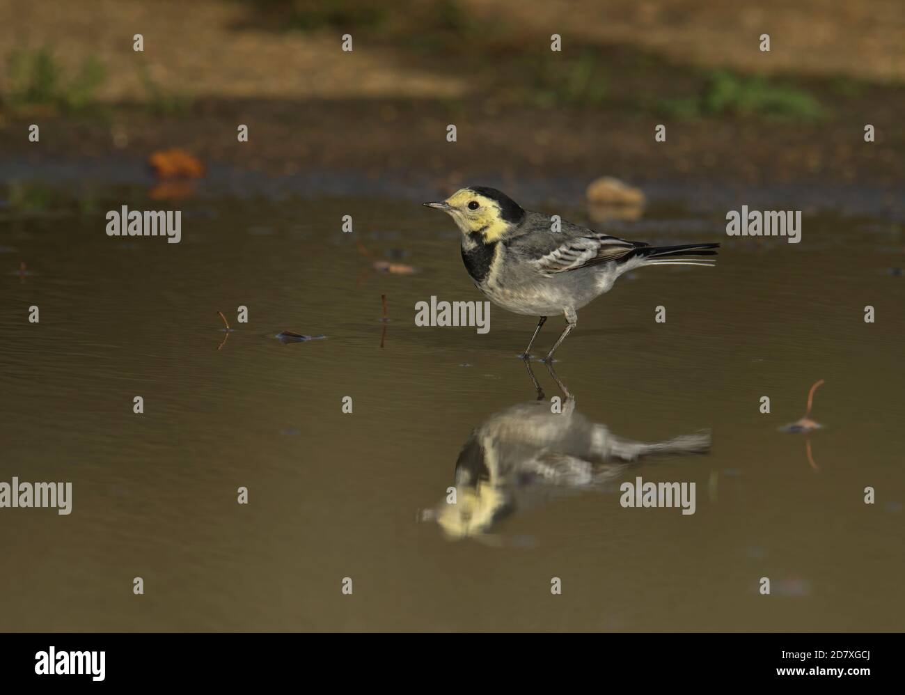 Pied Wagtail Motacilla alba  juvenile chasing insects in a puddle and showing its reflectio0n. Stock Photo