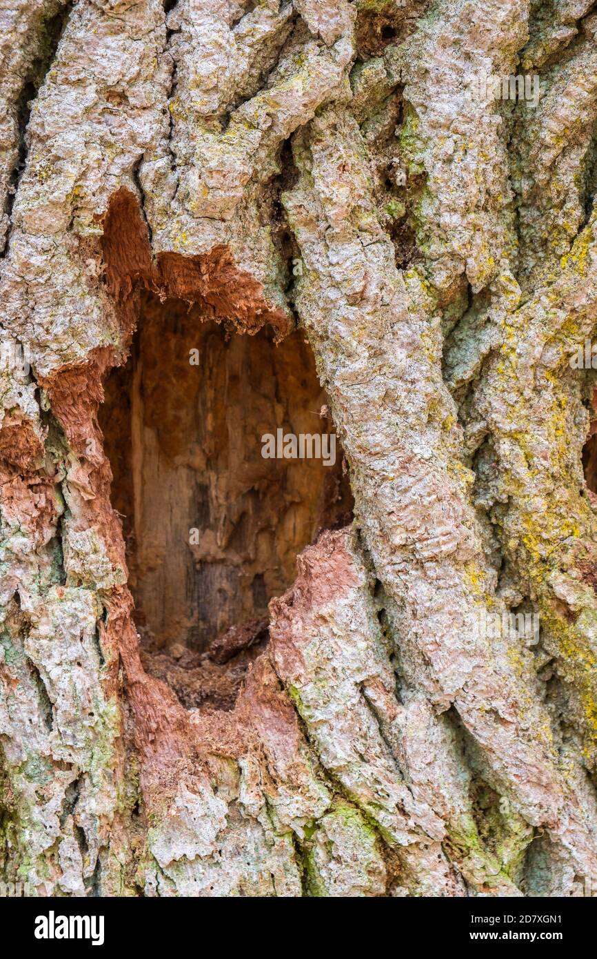 Hack hole in a tree trunk Stock Photo Alamy