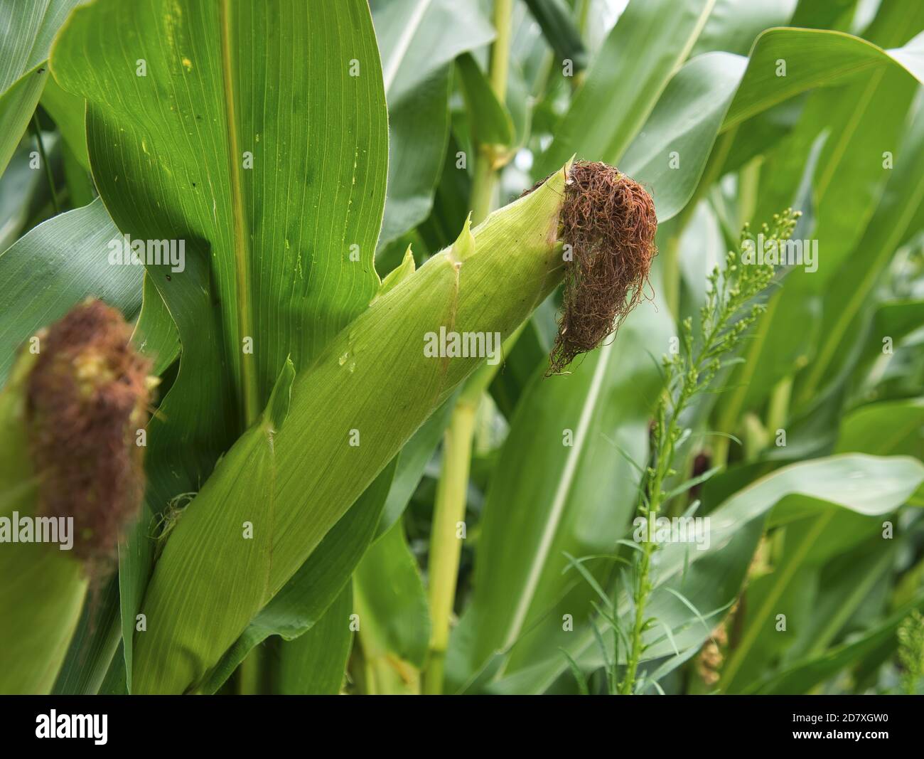 Close-up view of corn on the cob in the corn field, covered by the protective green bracts and brown corn beard that is drying. Individual raindrops o Stock Photo