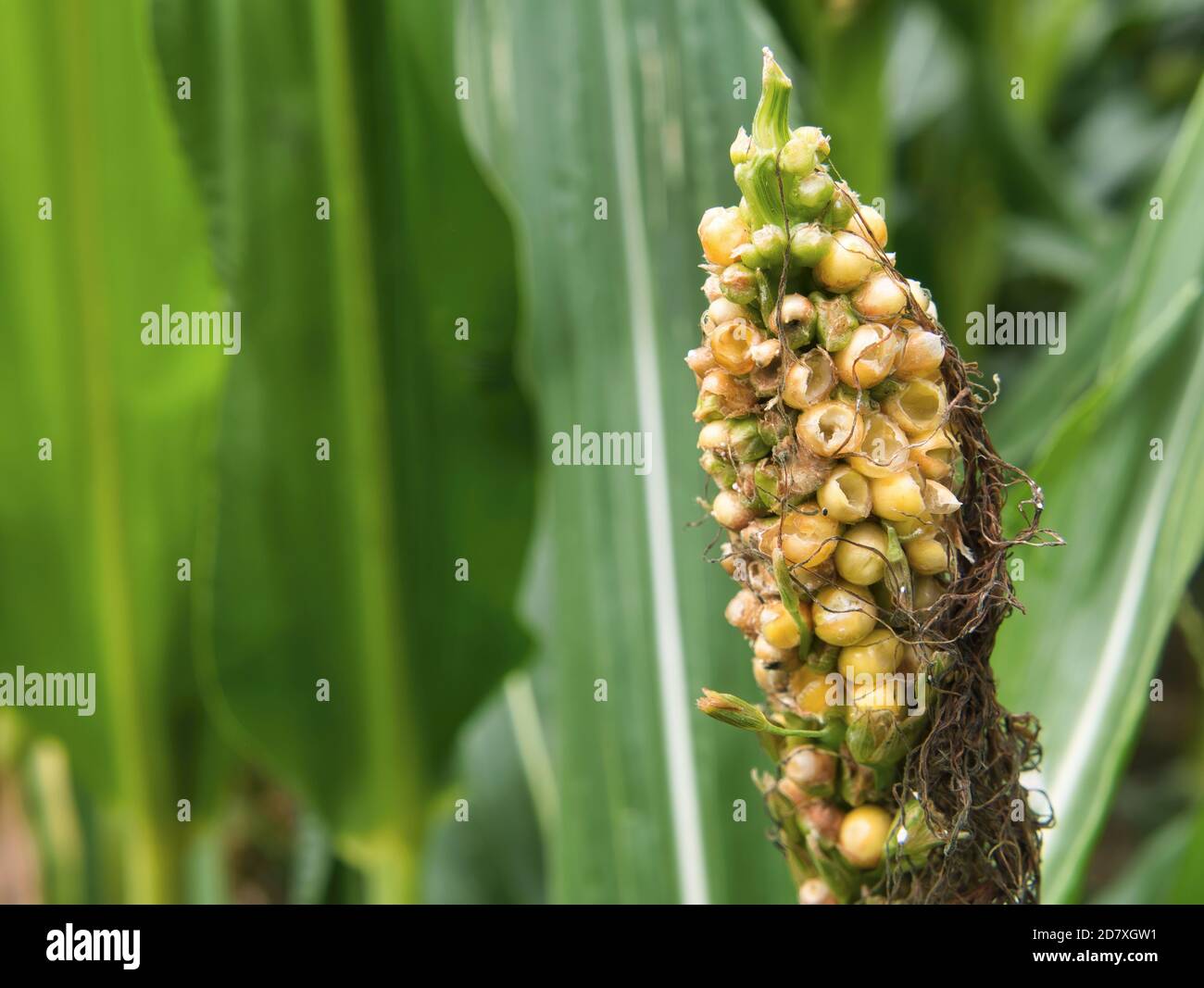 Corn on the cob in the corn field whose bracts were peeled by the birds and the corn kernels were hollowed out as a close-up view. A flower sprouts fr Stock Photo