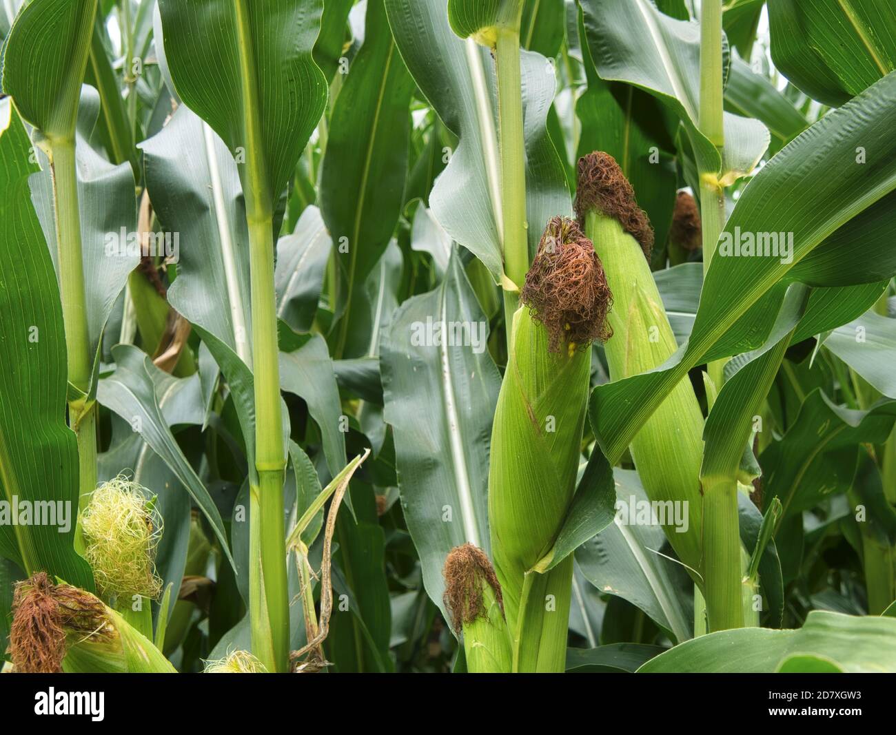 Close-up view of maize ears in the maize field, covered by the protective green bracts and greenish-yellow and brown maize mustache. Individual raindr Stock Photo
